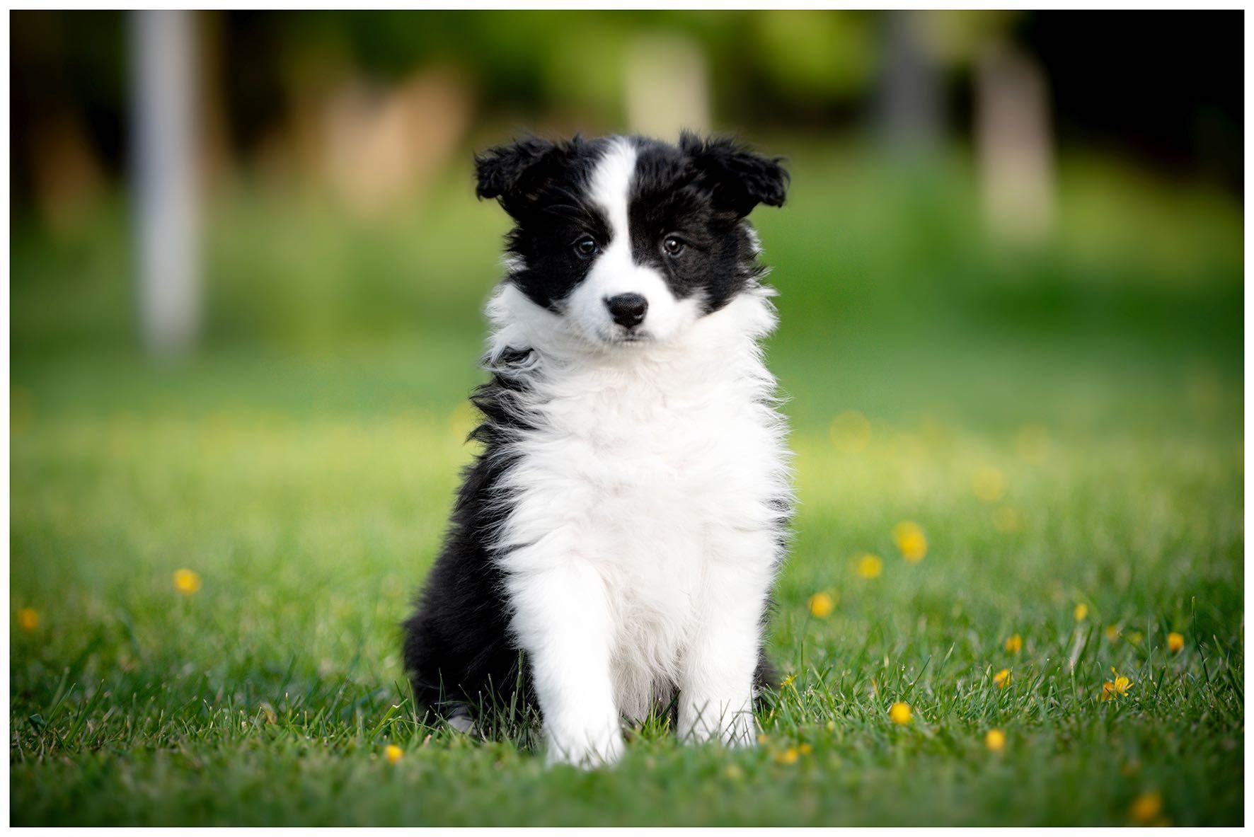 Border collie ZKwP FCI