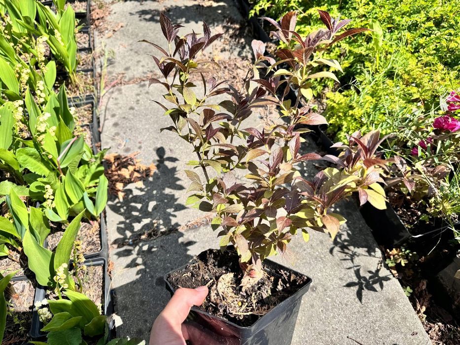 Krzewuszka cudowna 'Minor Black' (Weigela) Karłowata Poj. 2.0L