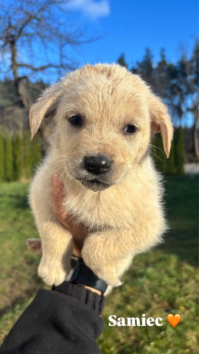 2-miesieczne szczeniaki szukaja domu !