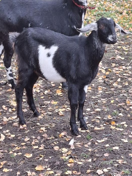 Kozy Koziołki Młode