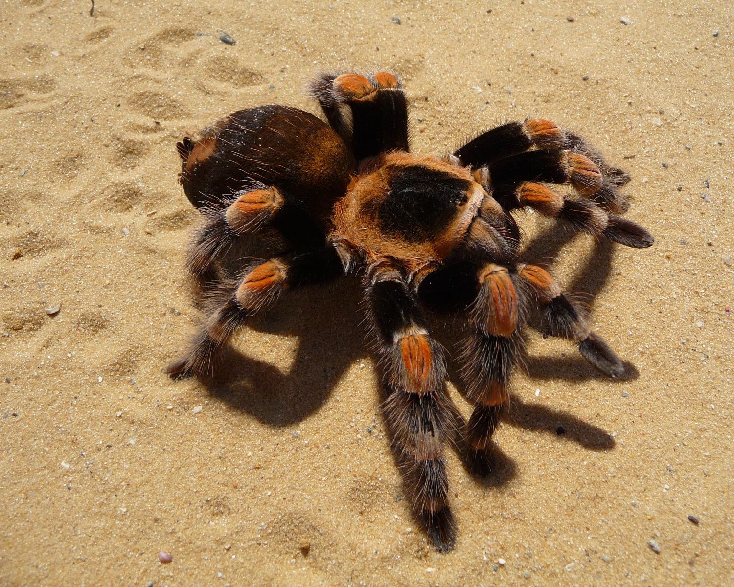 Паук Brachypelma smithi L -6 самка для новичка

Brachypelma smithi - к