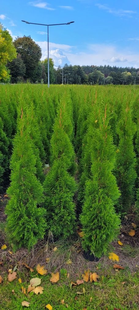 Tuja Smaragd 140 cm tuje szmaragd 120 thuja brabant wysyłka Piła