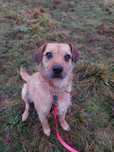 BINGO radosny szorściak w typie terriera do adopcji 4letni 16kg