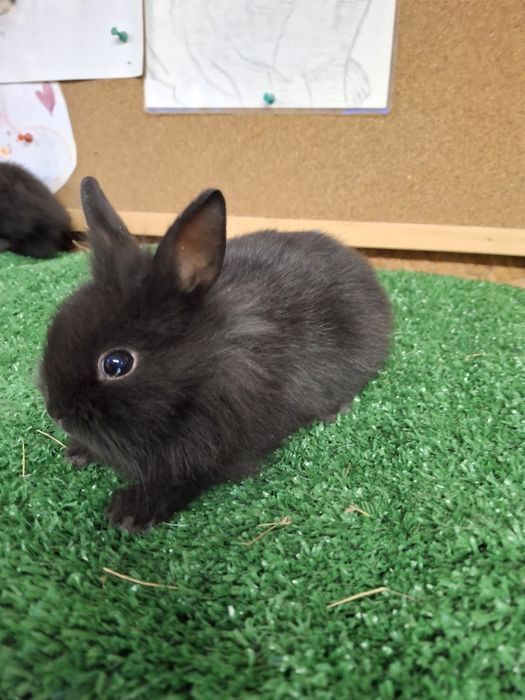 Króliczki miniaturki