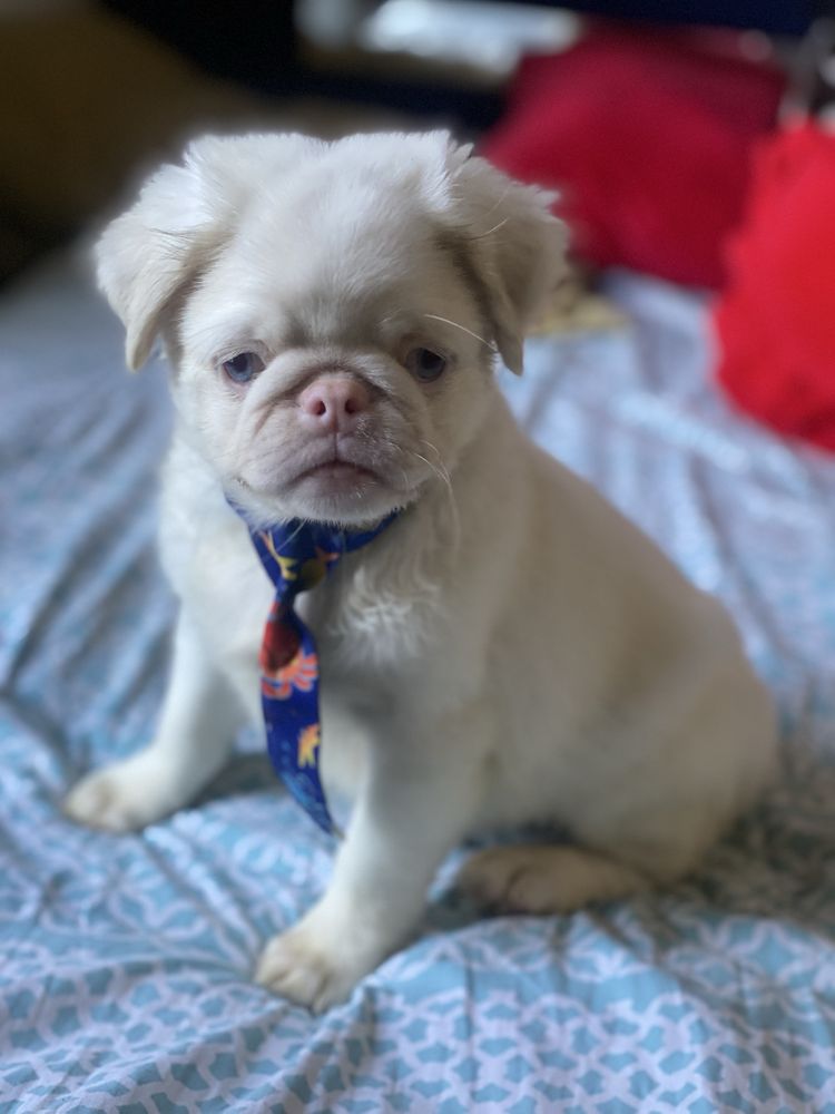 PUG PINK FLUFFY (pêlo longo)