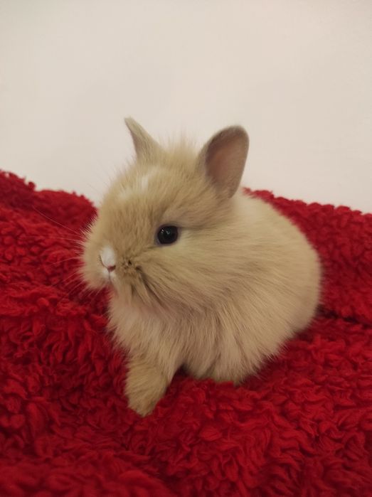 Króliczek miniaturka