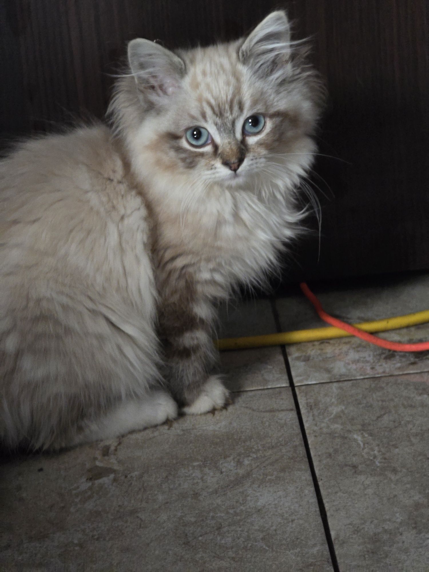 Ragdoll kocurek 3msc