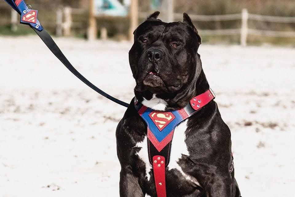American Bully XL wyjątkowa suczka gotowa do odbioru!