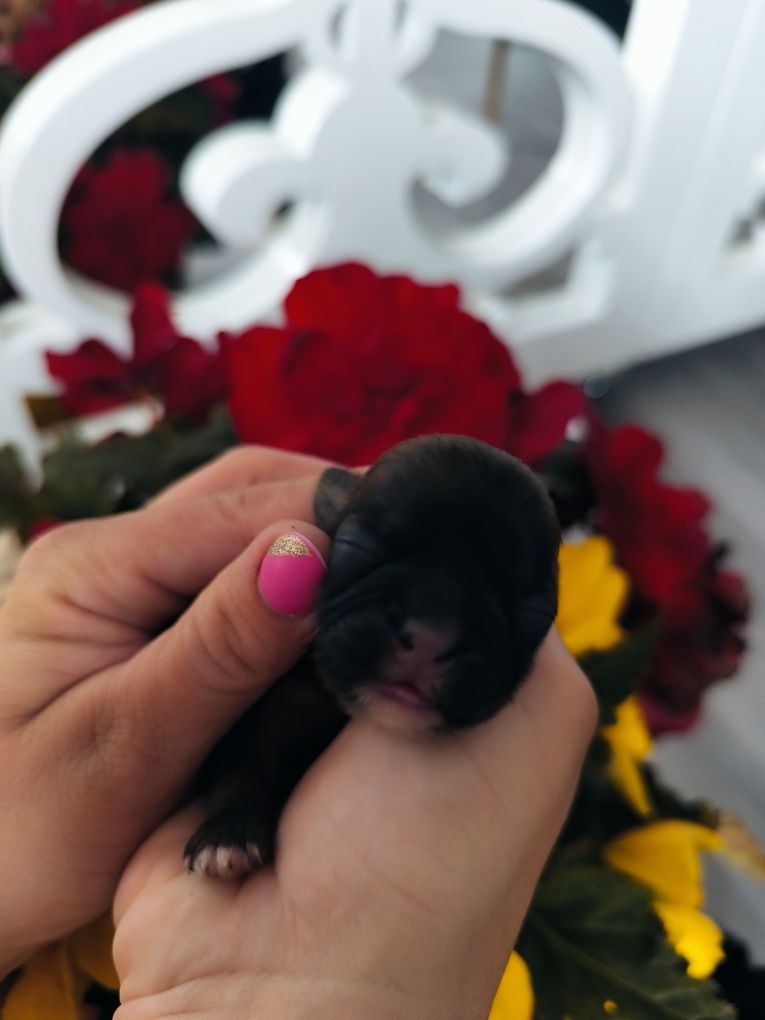 Suczka shih tzu brązowa z czarną maską odbiór po wakacjach