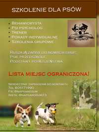 Behawiorysta, szkolenie psów - zajęcia grupowe, indywidualne
