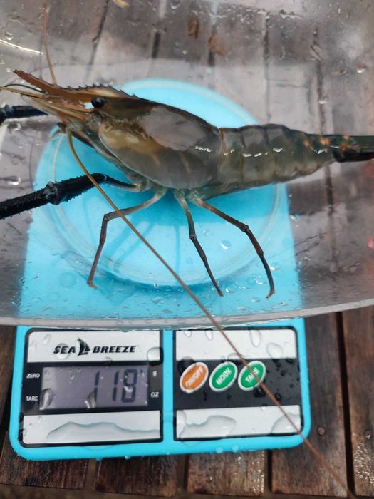 Комплект обладнання для вирощування креветки Макробрахіум Розенберга