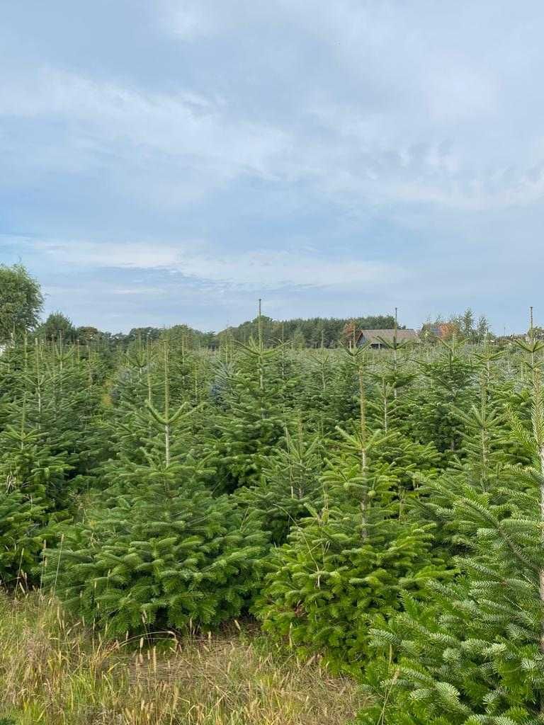 Choiniki, Świerk srebrny, Jodła kaukaska - własna plantacja.