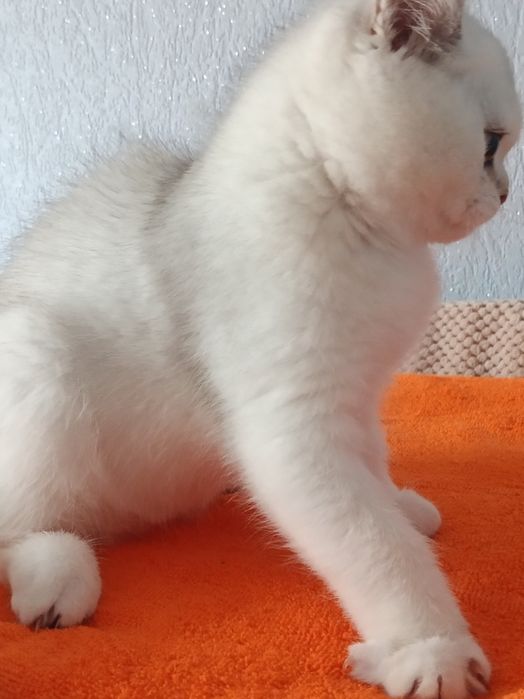 Шикарний котик чекає маму