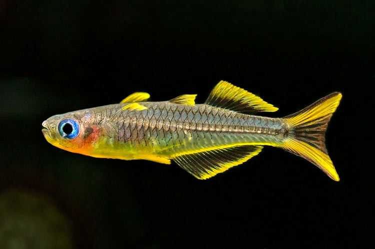 Pseudomugil furcatus krajowy