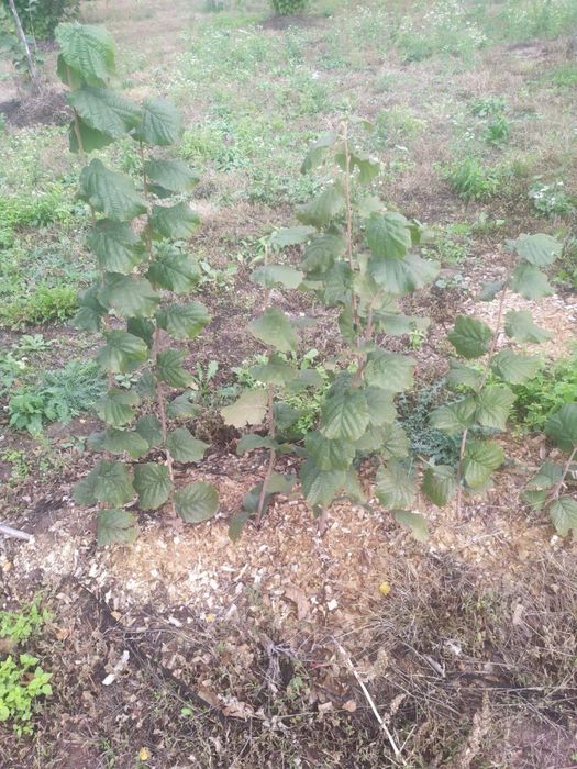 Фундук на медвежому горісі