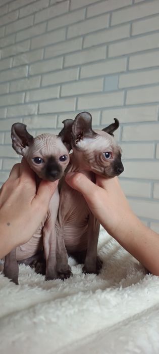 Продам ельфів,дівчат