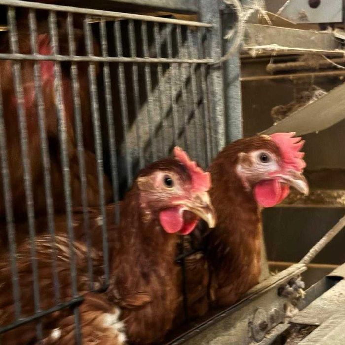 Kury kurki kurczaki nioski młode z pierwszym jajkiem od Hodowcy.DOWÓZ