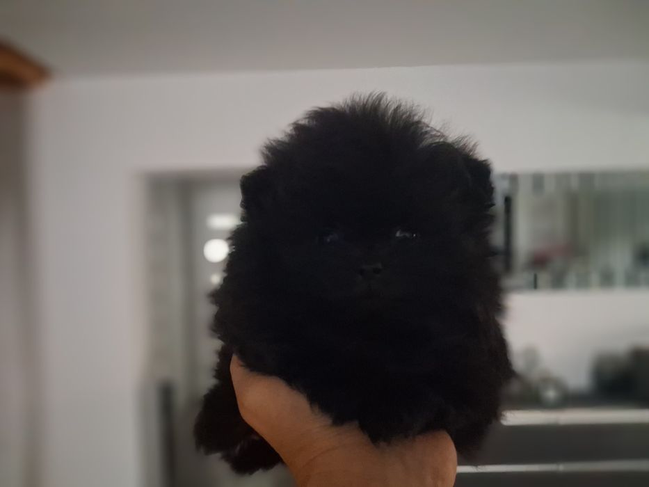 Szpic miniaturowy pomeranian sunia maluka