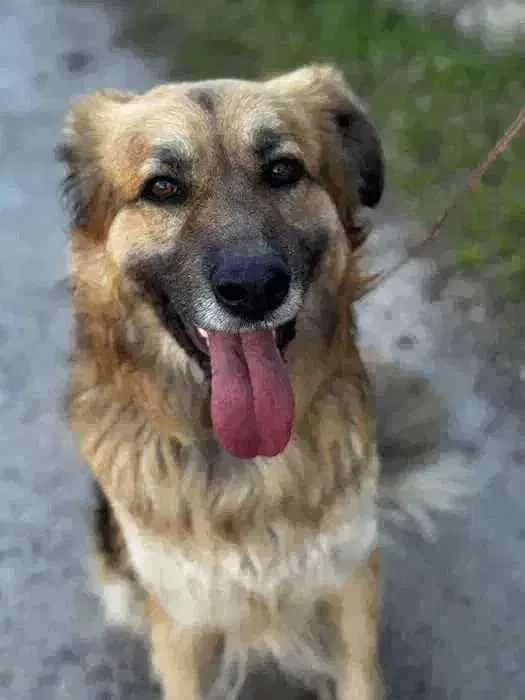 Пес ищет семью и дом