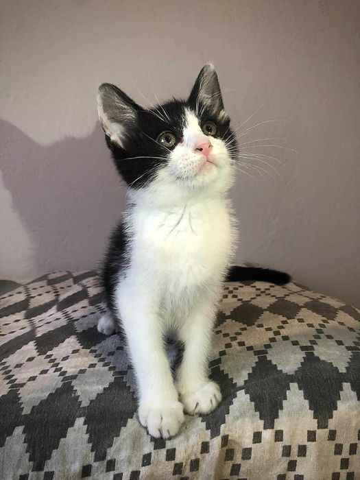 Słodziak Stasio poleca się do adopcji!