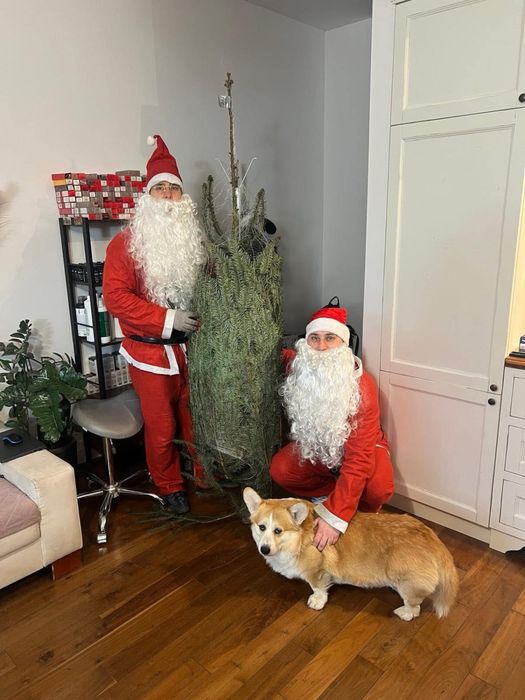 Choinka z dostawą! Warszawa i okolice! Klasa Premium