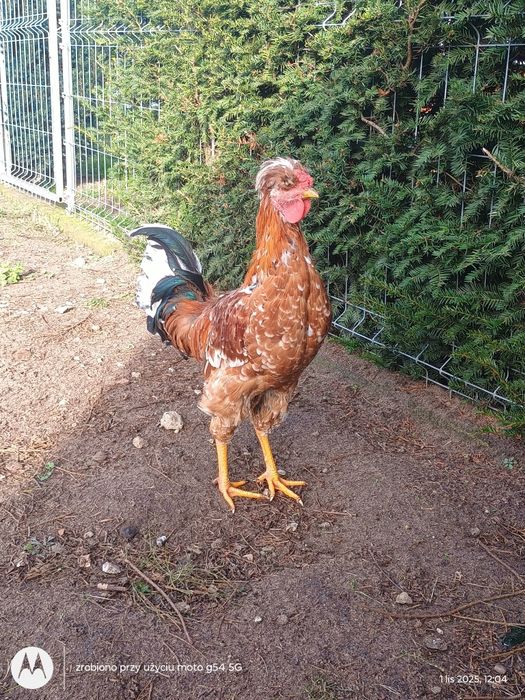 Kogut araukana i czubatka