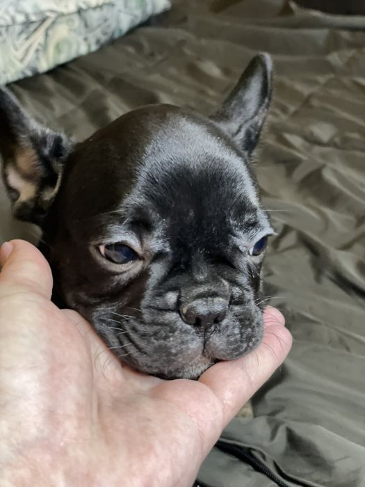 Продам щенков  французского бульдога