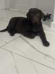 Labrador retriever suczka