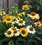 JEŻÓWKA Echinacea Mellow Yellows sadzonki w doniczkach !!