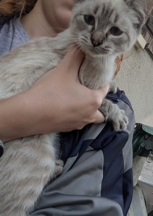 Gatinhos 5 meses muito mimalhos