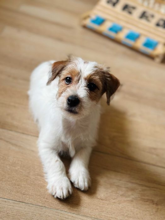 suczka Jack Russell terrier ZKWP/FCI szorstkowłosa