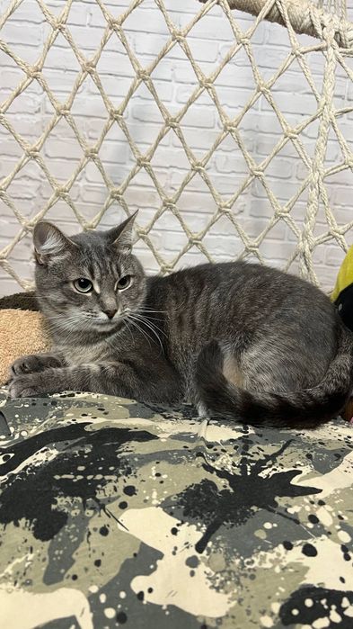 Отдам_ кошки_ котята_ мила