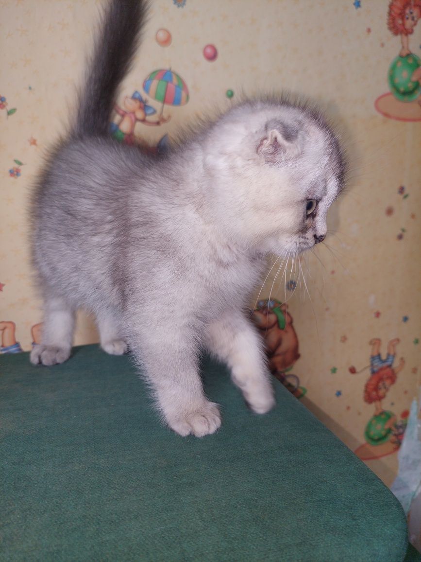 Шотландский вислоухий Мальчик.