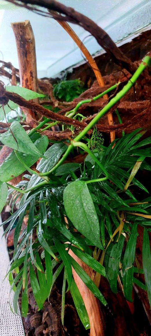 Terrarium tropikalne