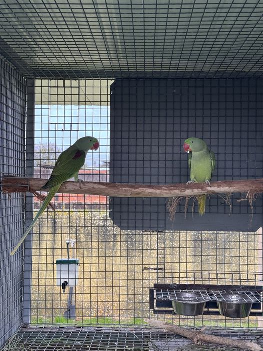 Grande alexandres e ring necks