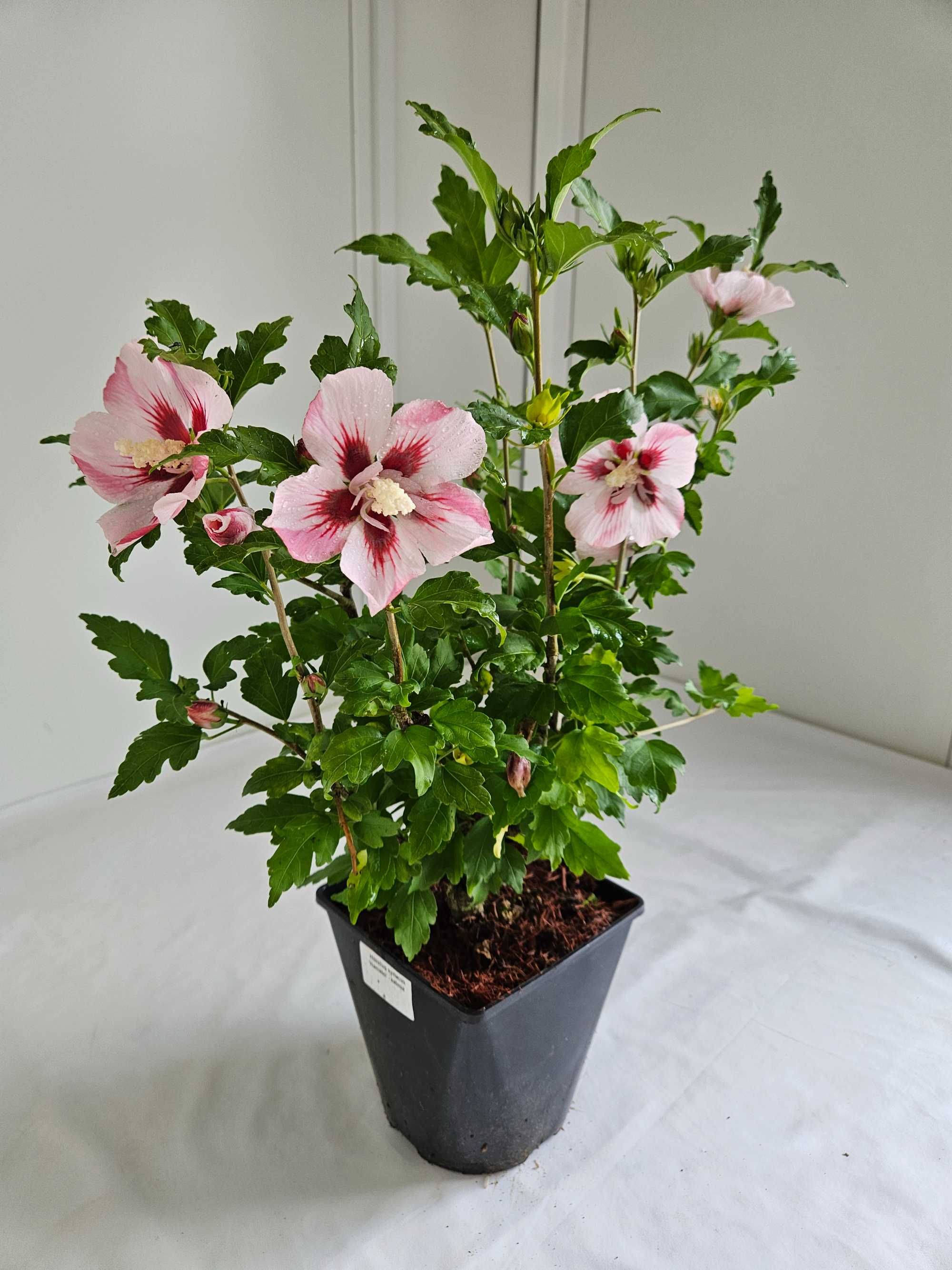 Hibiskus Hamabo 50–80cm – ozdobny krzew do ogrodu i pojemników C3