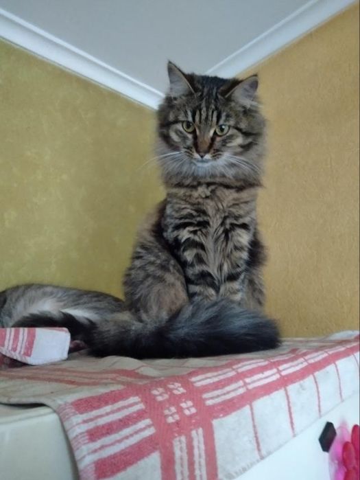 Мейн кун хлопчик