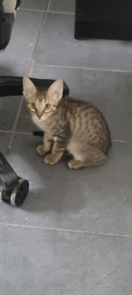 Gatinhos para adoção!