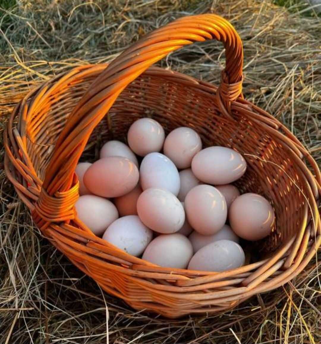 Wiejskie jajka od kur z wolnego wybiegu
