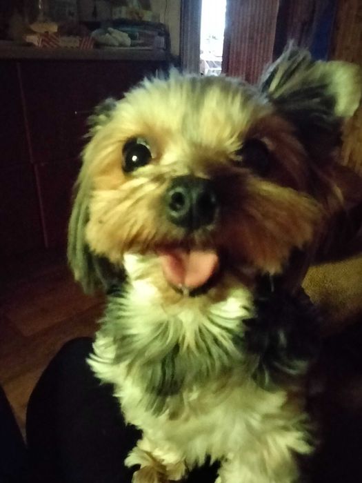 Знайшли собаку йоркширський терьер, дівчинка, Ірпінь