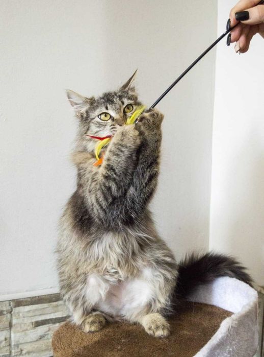 Молода  кішечка в гарні руки