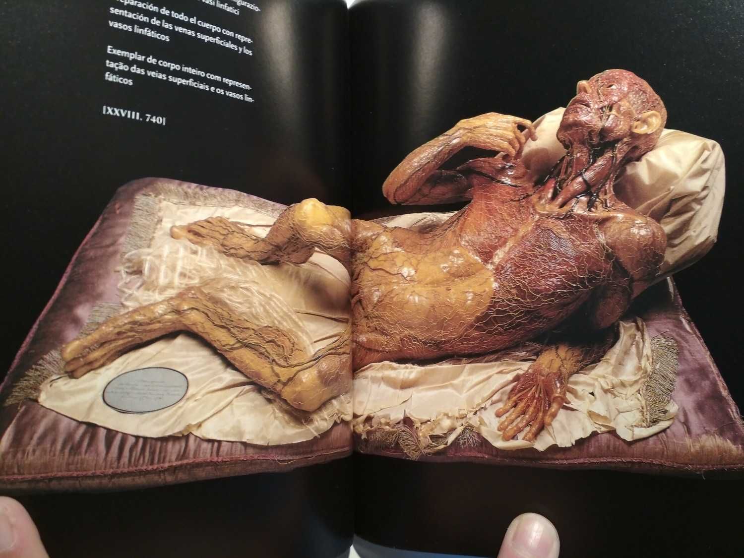 Taschen - Encyclopaedia Anatomica (porte incluído)