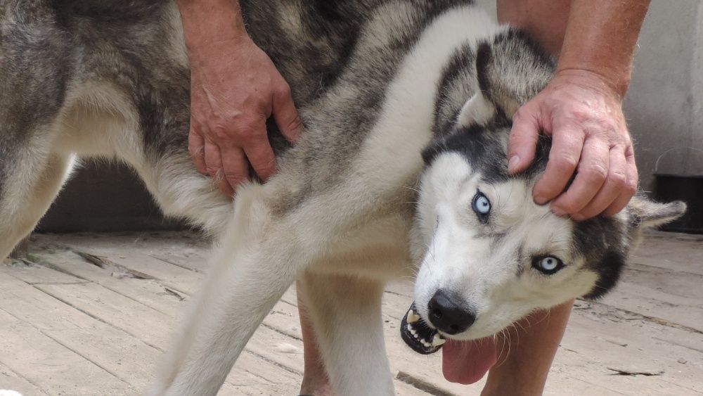 Siberian Husky -  duży, aktywny pies