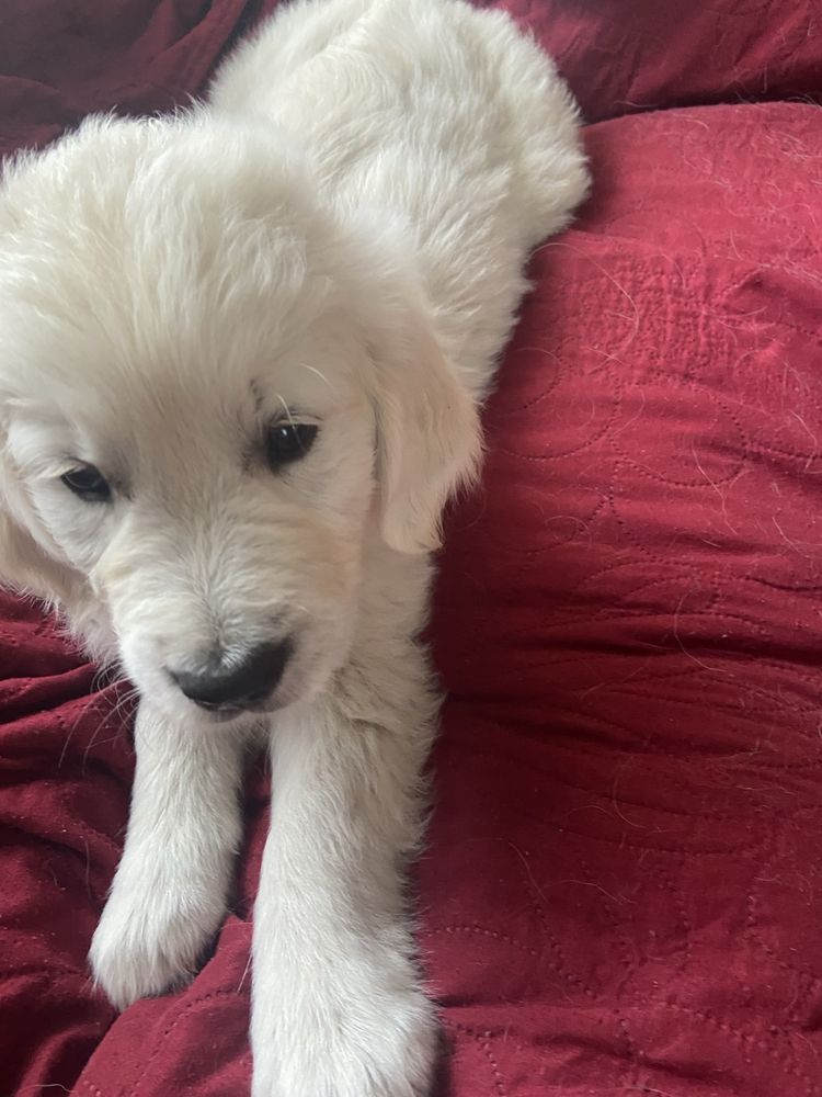 Szczeniak Golden Retriver
