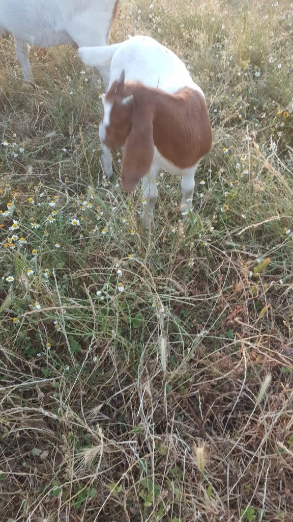 2 fêmeas boer puras com 5 meses Portalegre