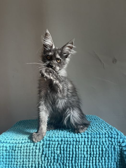 Котенок Мейн кун