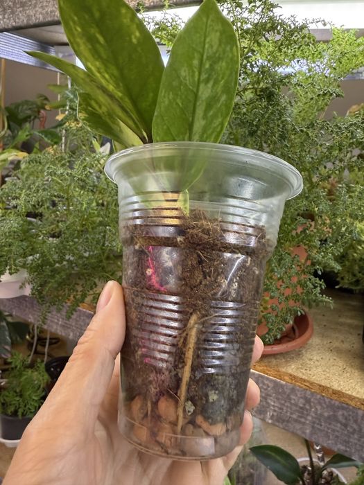 В пропозиції Заміокулькас варієгатний