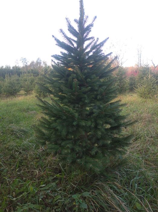 Ялинки різдвяні (новорічні)живі