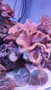 Koralowiec akwarium morskie Sarcophyton fluo