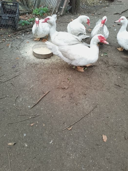 Індокачки білого окрасу виводок- 2025р. 1000грн.